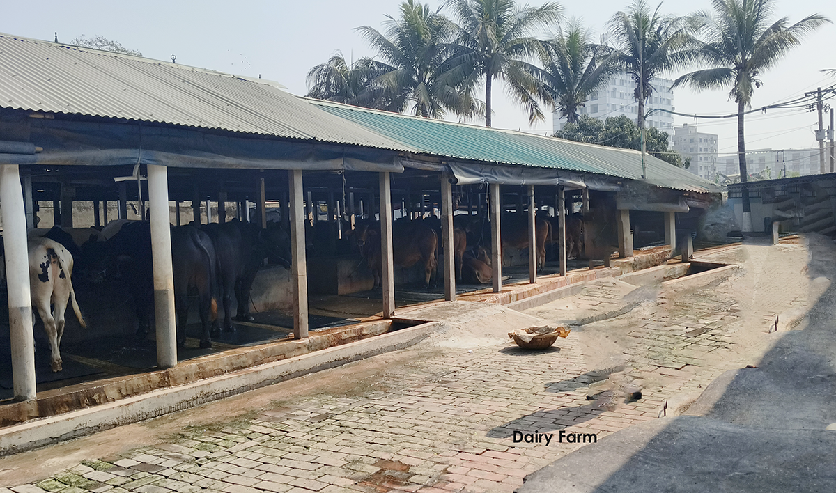 Dairy Farm